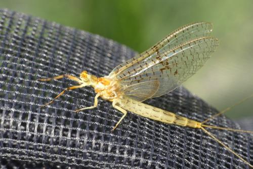 Ephemera glaucops